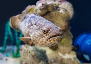 a goliath grouper faces toward the camera in its exhibit in South Carolina Aquarium