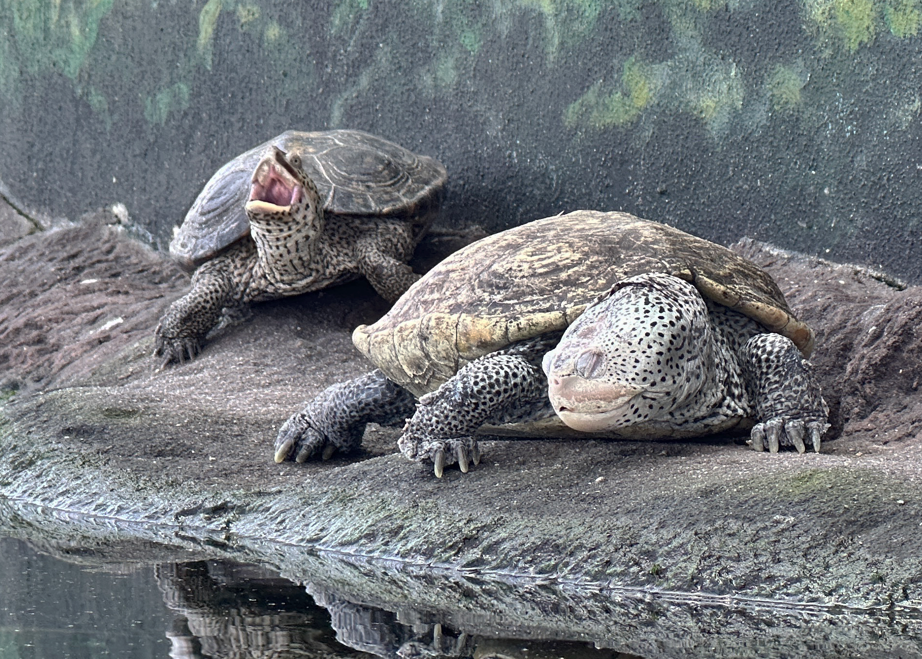 two diamondback terrapins sit on a ledge over water in their exhibit at the South Carolina Aquarium