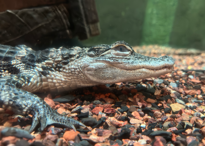 a juvenile American alligator sits still under water on red, brown and black pebbles