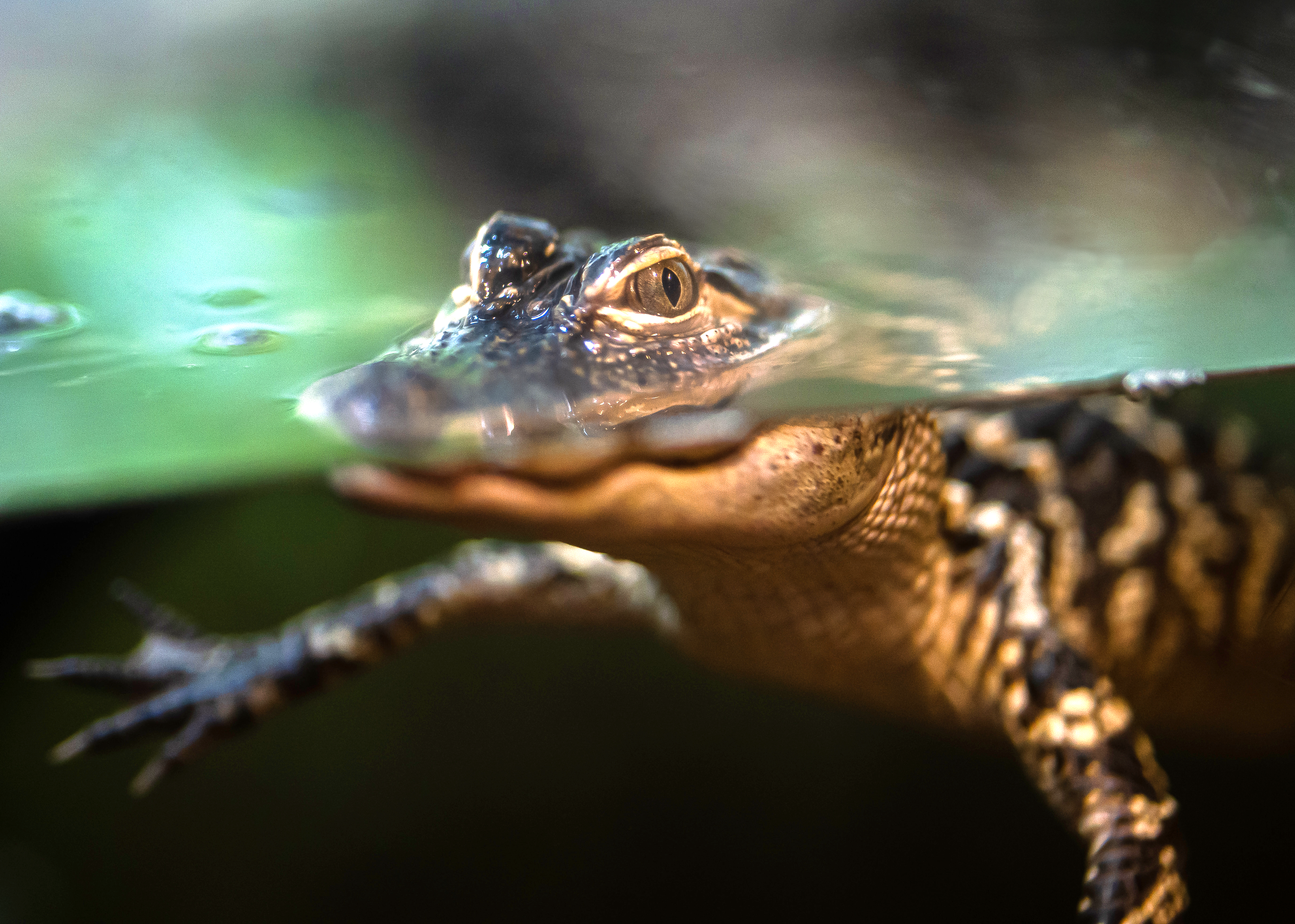a juvenile American alligator floats in the water with just its eyes and nostrils above the surface