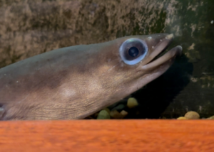 an American eel is shown with its mouth open in front of stone in a tank