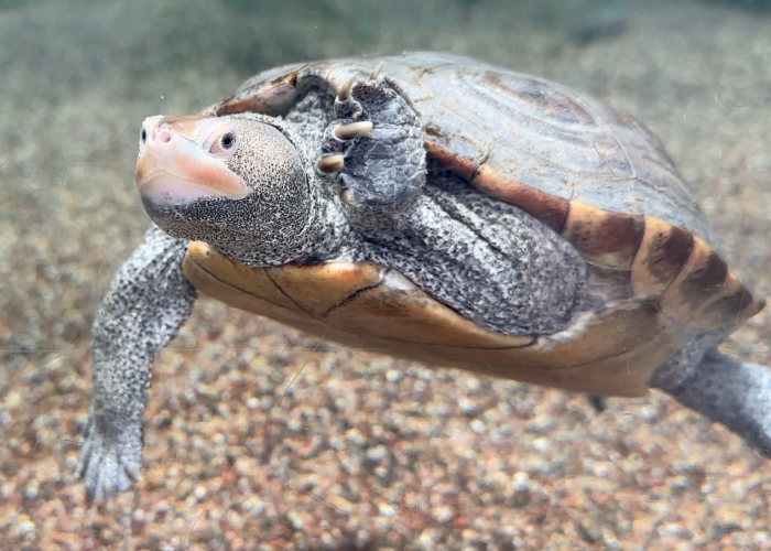 a diamondback terrapin swims in a tank at South Carolina Aquarium