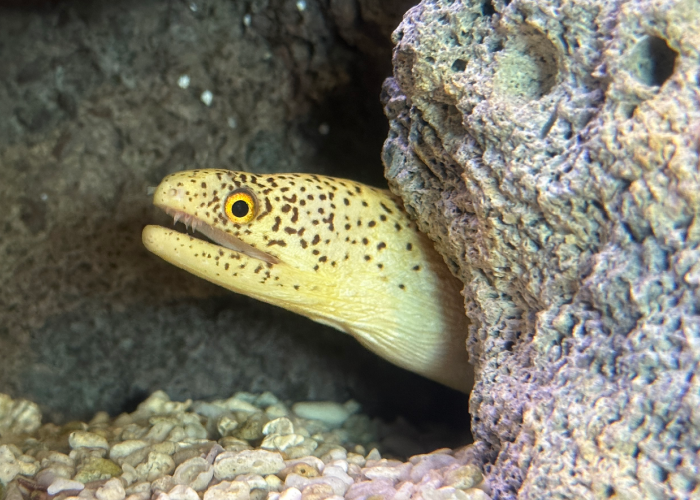 a goldentail moray, aka banana eel, pokes its head out from behind a rock in a tank
