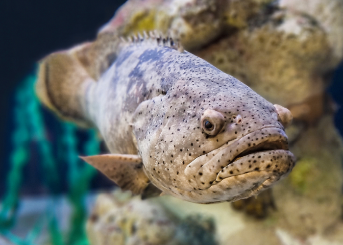 a goliath grouper swims in a tank at South Carolina Aquarium in front of faux seaweed from recycled materials and a large stone