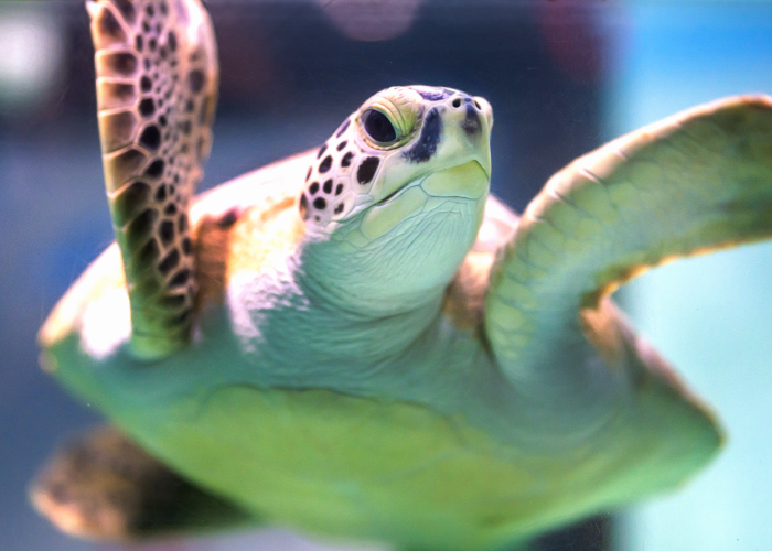 a juvenile green sea turtle swims in a tank in the Sea Turtle Care Center™ at the South Carolina Aquarium
