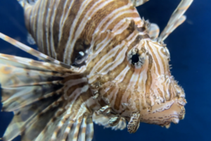 a closeup shot of a lionfish swimming in front of a deep blue background