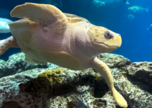 Caretta, the resident loggerhead sea turtle at the South Carolina Aquarium, swims in the Great Ocean Tank exhibit