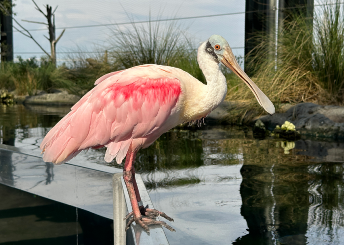 a roseate spoonbill stands upon an acrylic wall of a tank in an outdoor aviary at South Carolina Aquarium