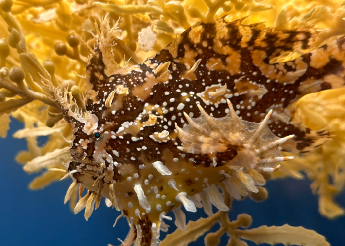 a sargassum fish rests below yellow sargassum seaweed in front of a blut background