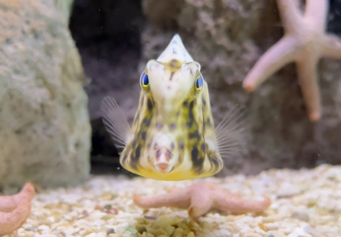 a scrawled cowfish faces the camera and swims above three pink sea stars in a tank