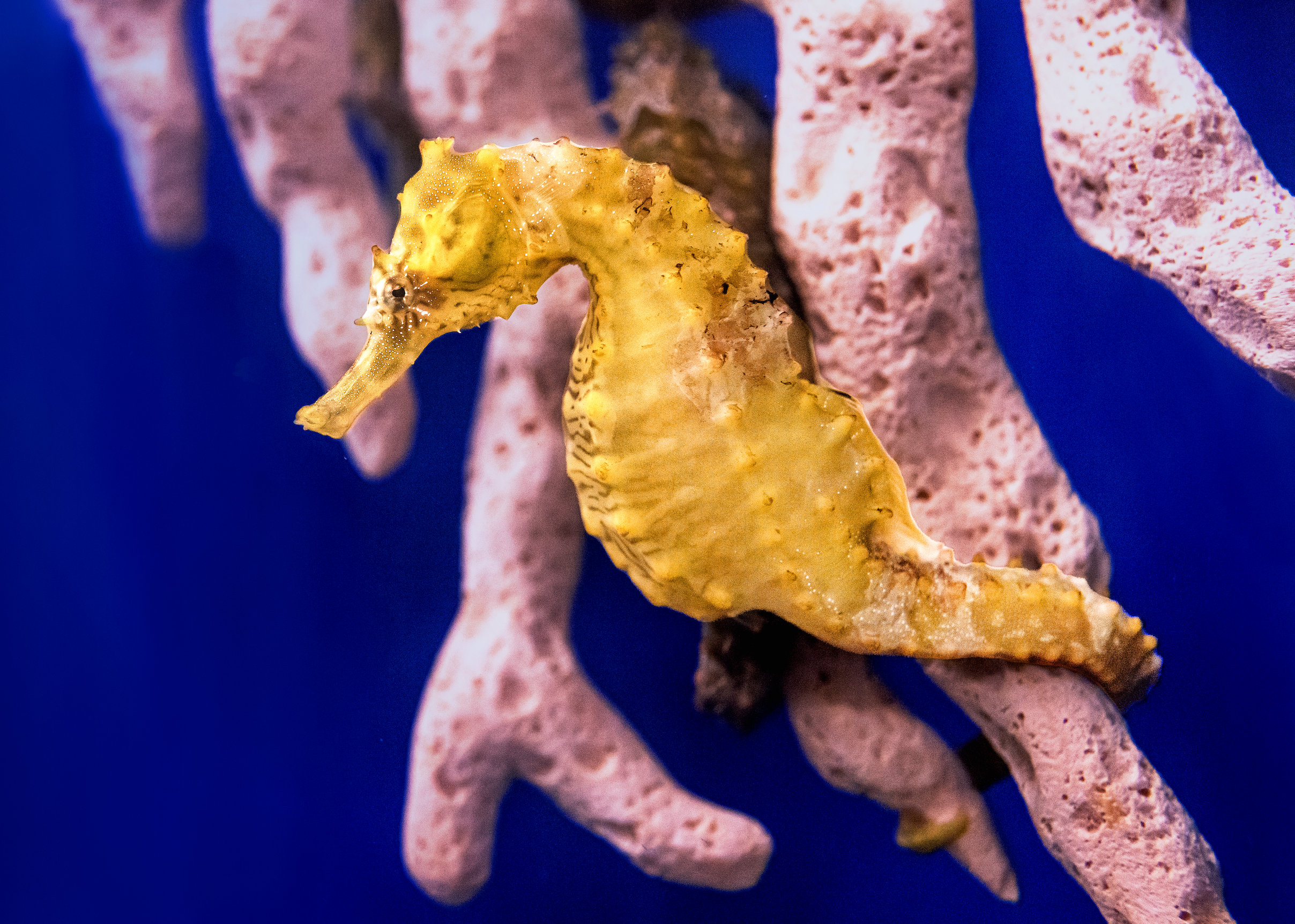 a yellow orange seahorse clings to a piece of light pink coral with its tail in front of a royal blue background