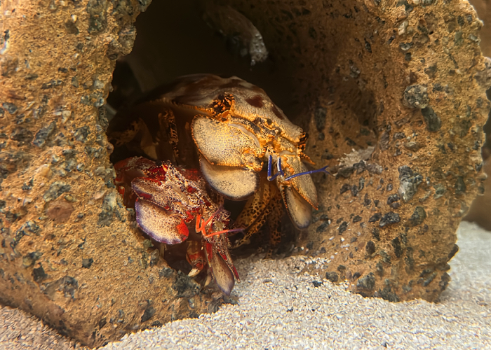 two slipper lobsters are situated inside an artificial reef cone in an exhibit at the South Carolina Aquarium