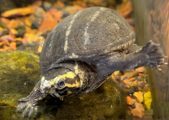 a striped mud turtle, Dwayne, roams around the corner of a tank above rocks and pebbles