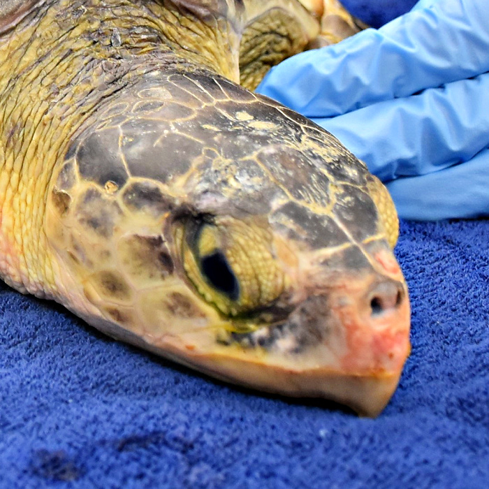 Sea Turtle Care Center™ | South Carolina Aquarium