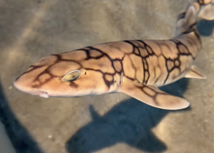 a chain dogfish shark swims in a shallow tank with sand on the bottom