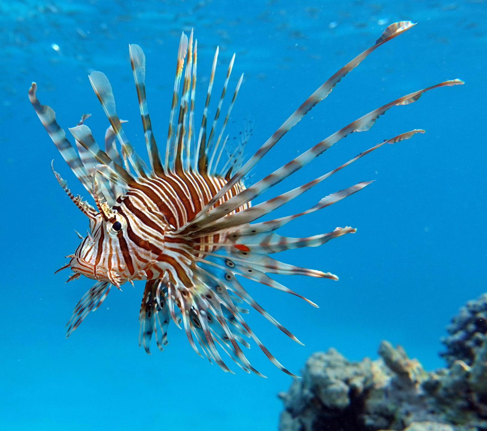 LIonfish are invasive in the Atlantic Ocean.