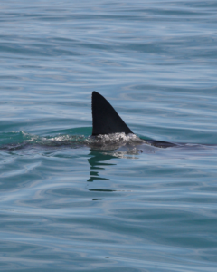 a shark dorsal fin is seen above the surface of the water