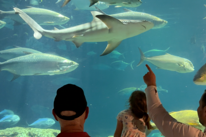 a shark swims by onlookers at the South Carolina Aquarium; a man points to it and a young girl looks up at it