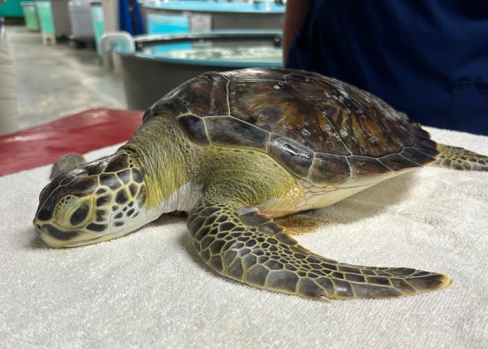 Meet Asiago  South Carolina Aquarium Sea Turtle Care Center