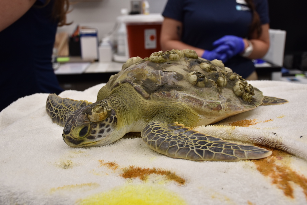 Java, a juvenile green sea turtle, is seen on an exam table in a vet lab. S/he has barnacles on the carapace and head, and biologists are seen in the background.