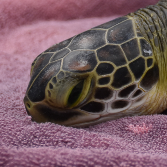 Sea Turtle Care Center™ | South Carolina Aquarium