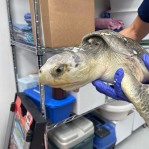 Sea Turtle Care Center™ at the South Carolina Aquarium