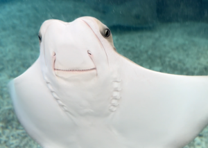 a cownose stingray shows its mouth as it swims upward in an aquarium