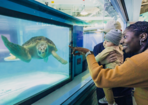 a man, woman and baby look into the Sea Turtle Care Center™ at South Carolina Aquarium. The woman points toward a loggerhead sea turtle swimming in a recovery tank.