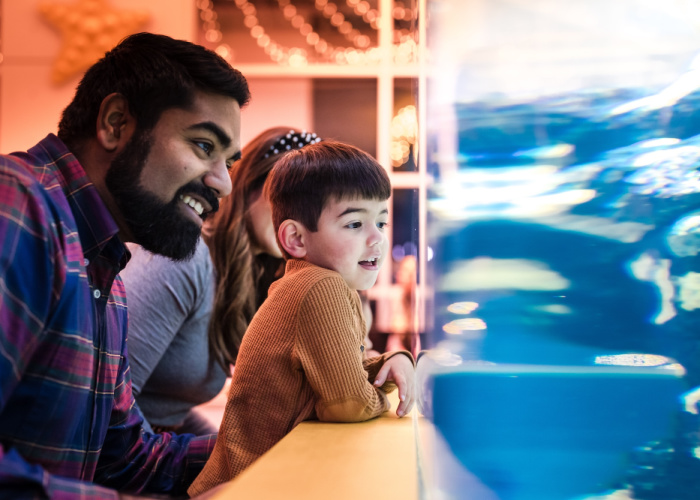 a man and a young boy look at a large aquarium tank with smiles on their faces; hanging warm white lights are above them