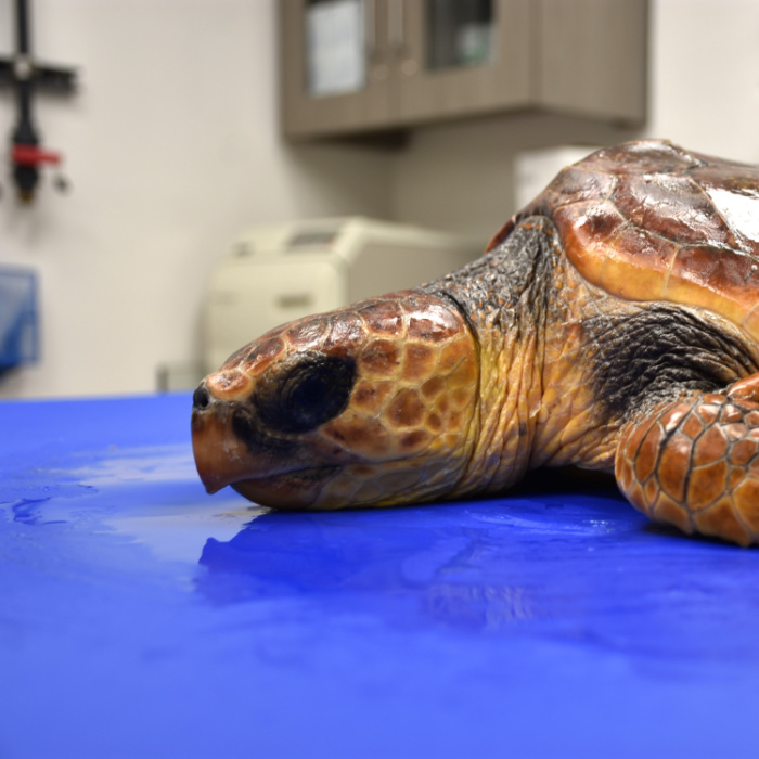 Monterey Jack (2) | South Carolina Aquarium