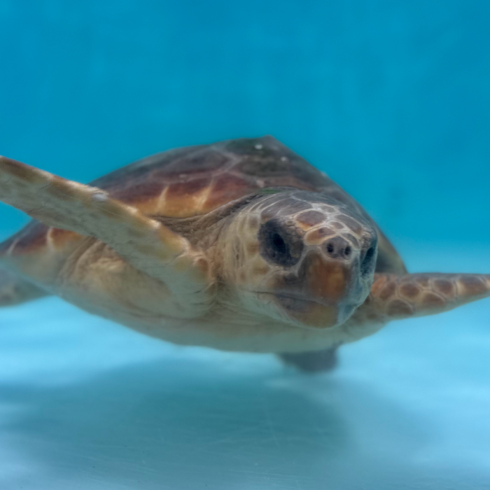 Sea Turtle Care Center™ At The South Carolina Aquarium