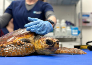 A loggerhead sea turtles awaits exam_Credit South Carolina Aquarium ...