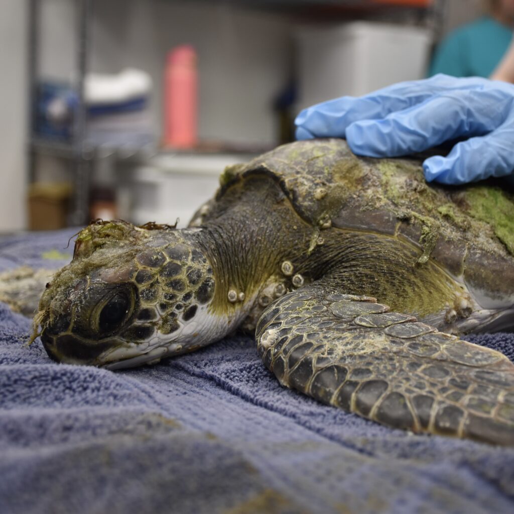 Sea Turtle Care Center™ at the South Carolina Aquarium