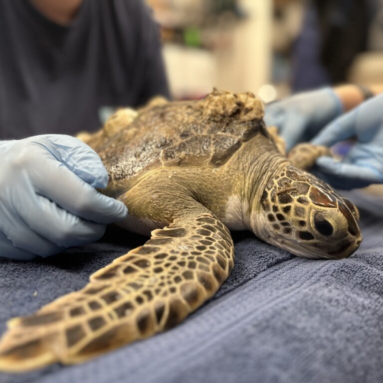 Sea Turtle Care Center™ at the South Carolina Aquarium