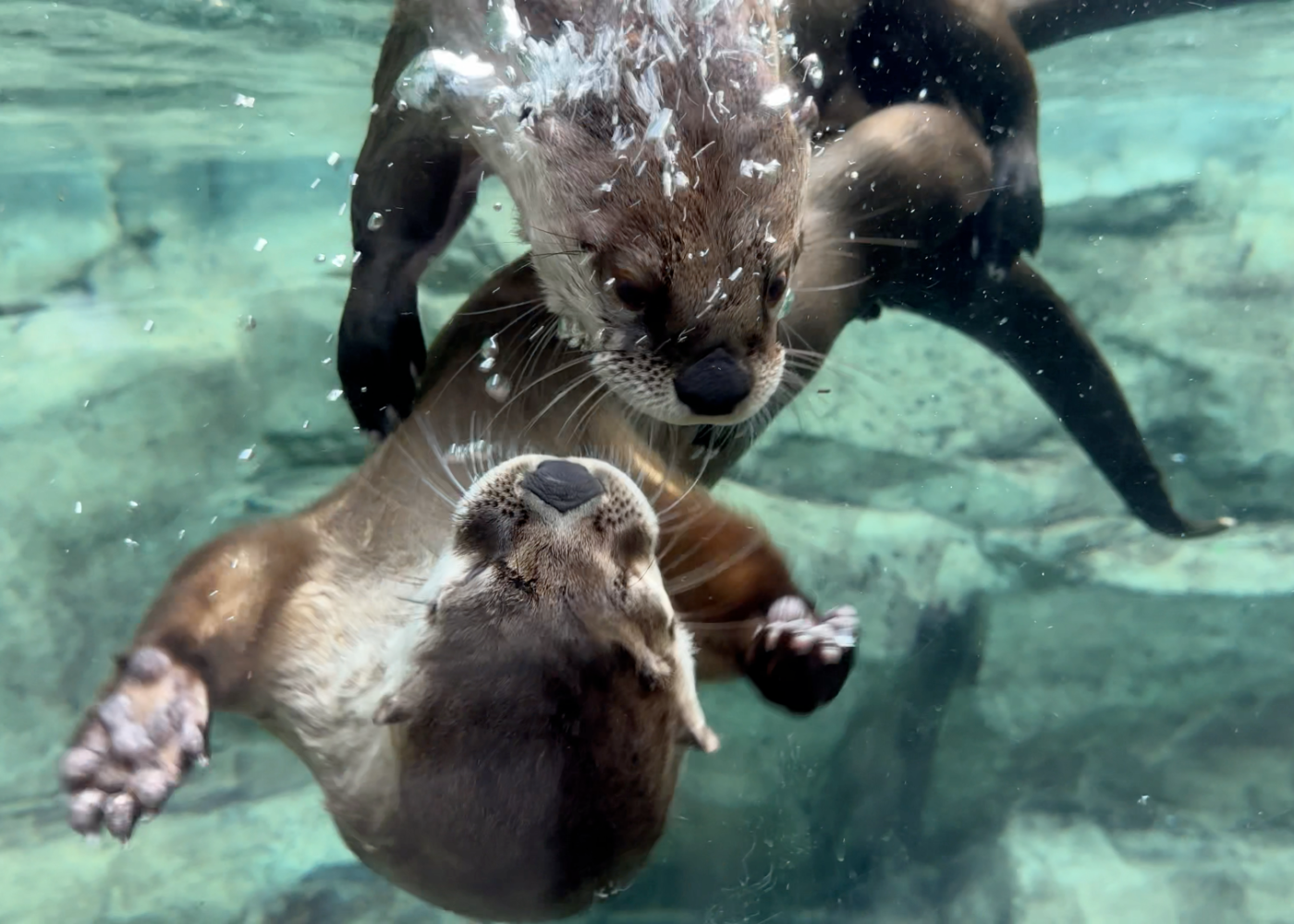 two river otters play in water, one upside-down facing the other
