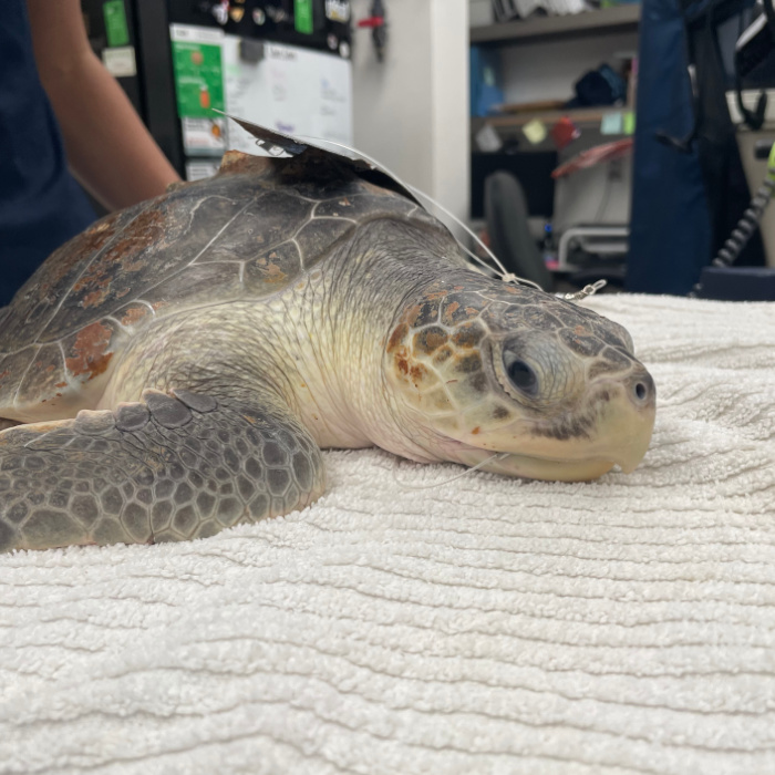 Sea Turtle Care Center™ at the South Carolina Aquarium