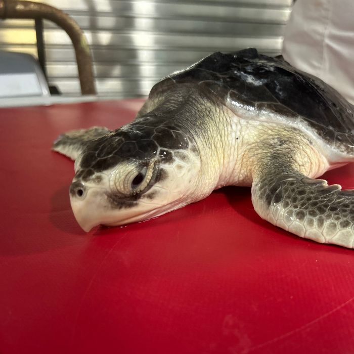 Sea Turtle Care Center™ At The South Carolina Aquarium