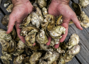 Single oysters are displayed in a person's hands while more oysters decorate the background of the image.