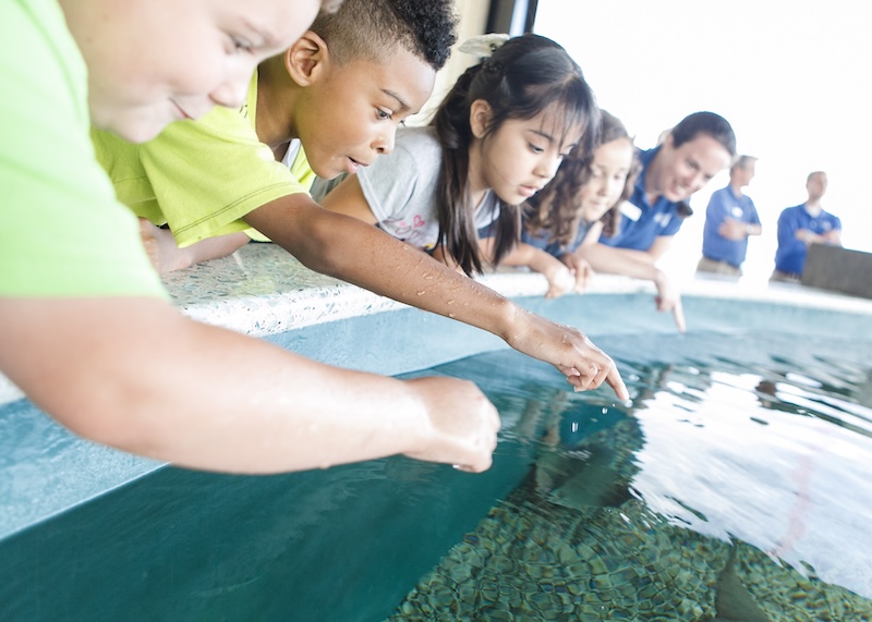 Shark_Shallows-Kip_Karson151 (1)