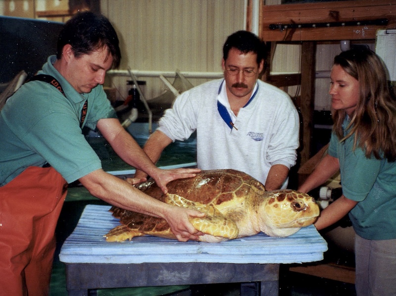 turtle03 (1)