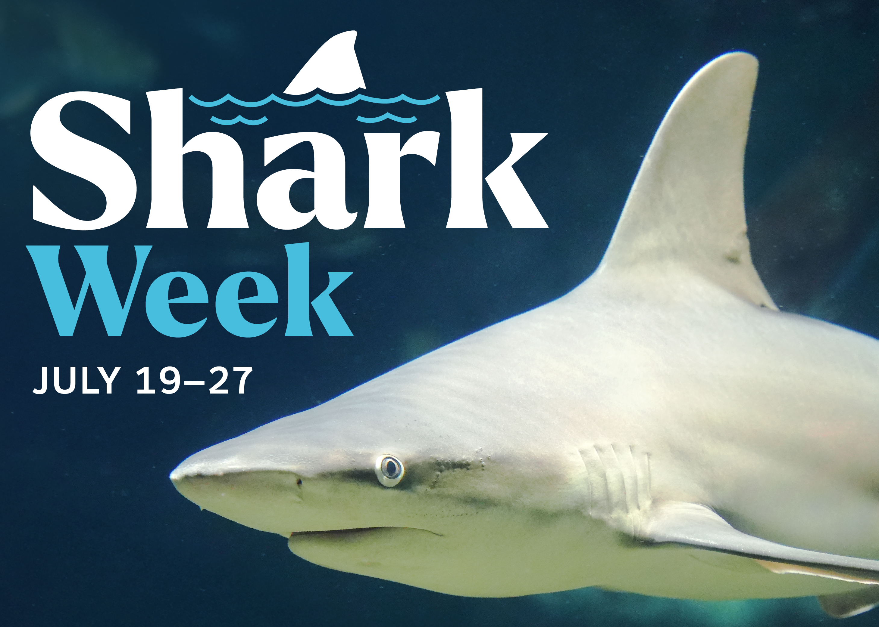 SharkWeek_700x500