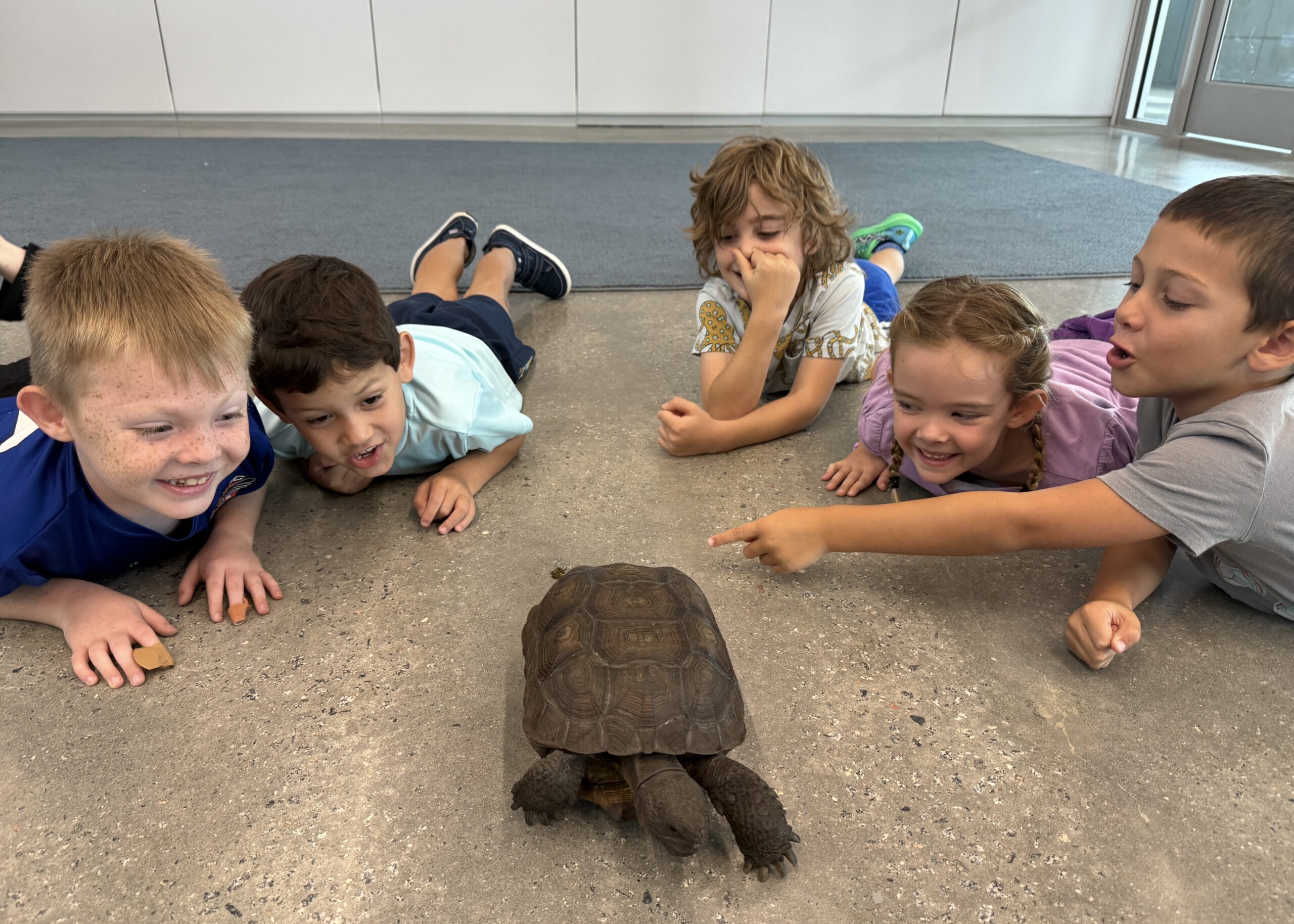 Campers react to tortoise