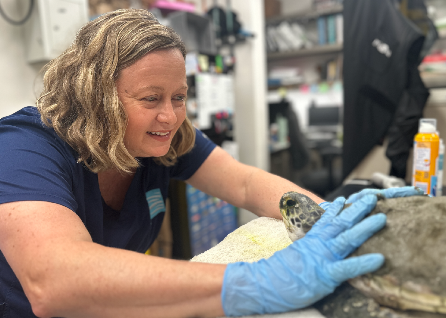 sea turtle patient exam