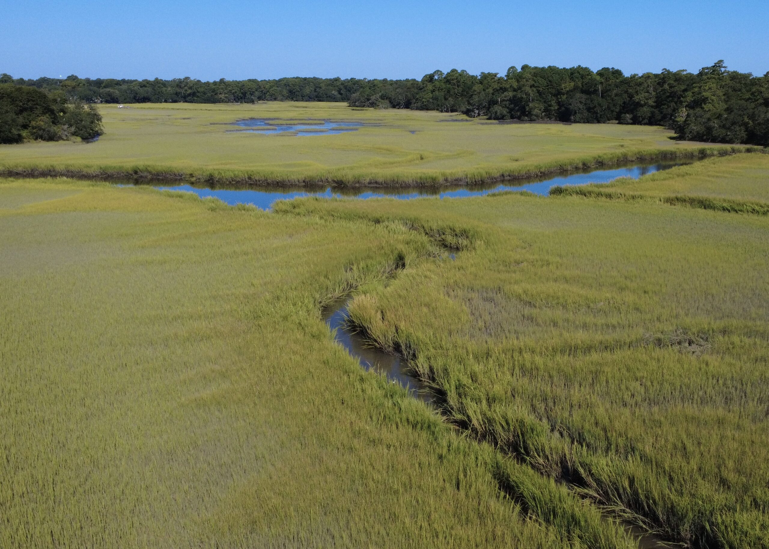 Lowcountry saltmarsh