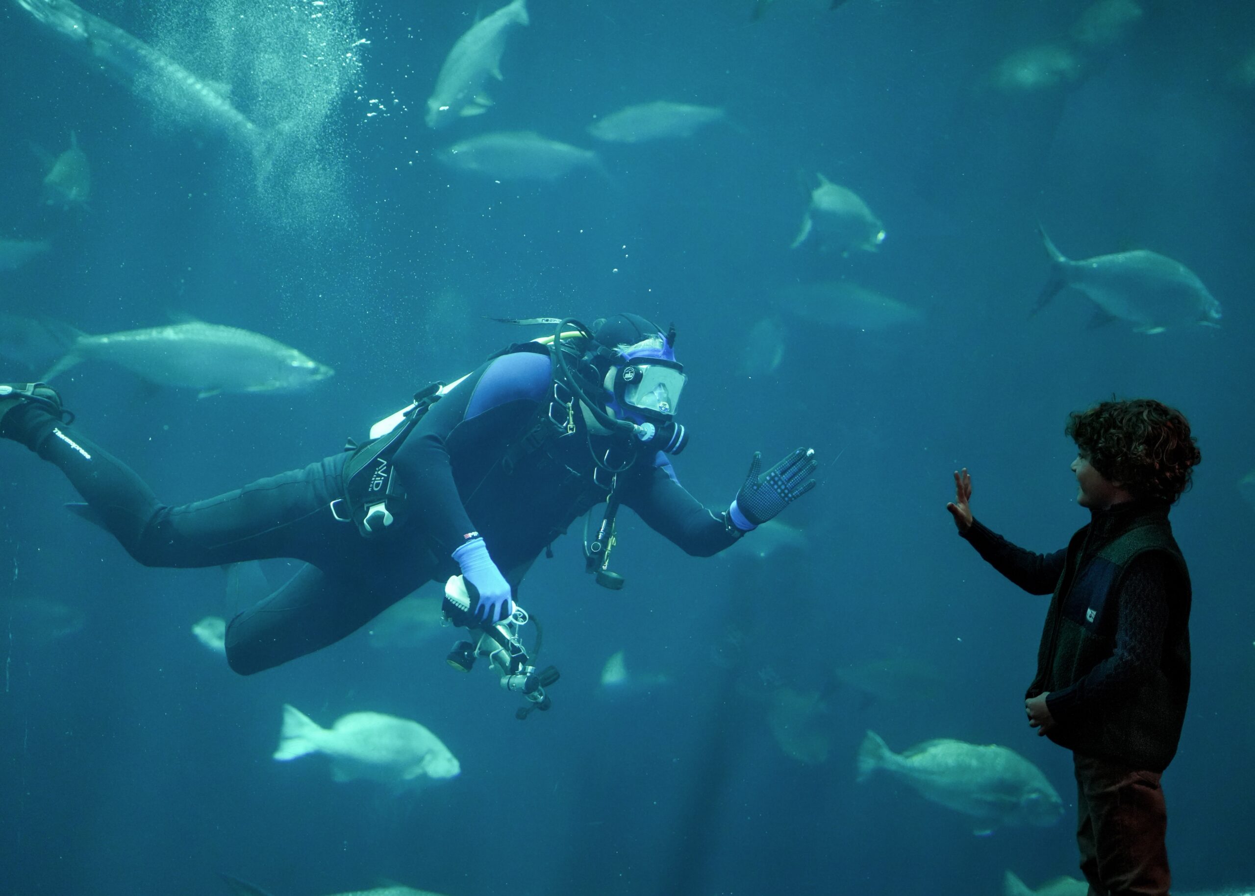 Diver waves to Aquarium guest